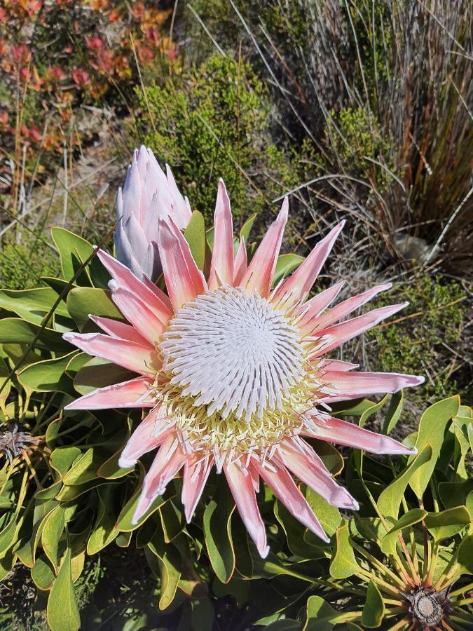 Brandys Beach House Bettys Bay Bettyʼs Bay Exterior foto