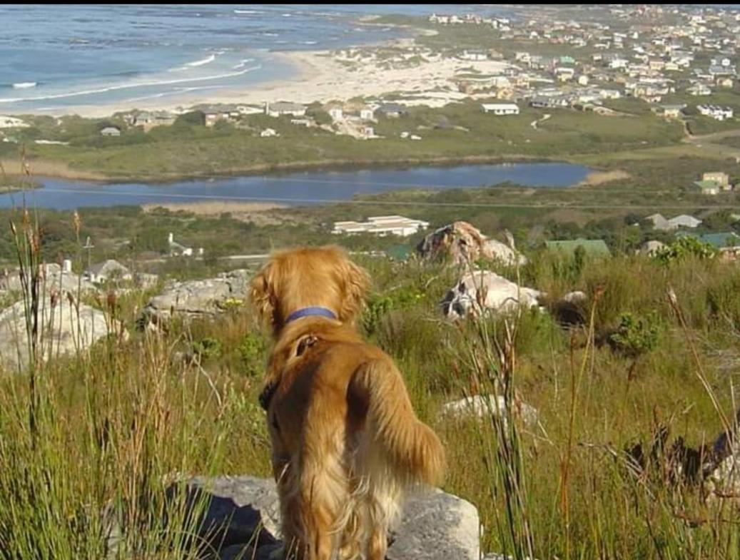 Brandys Beach House Bettys Bay Bettyʼs Bay Exterior foto