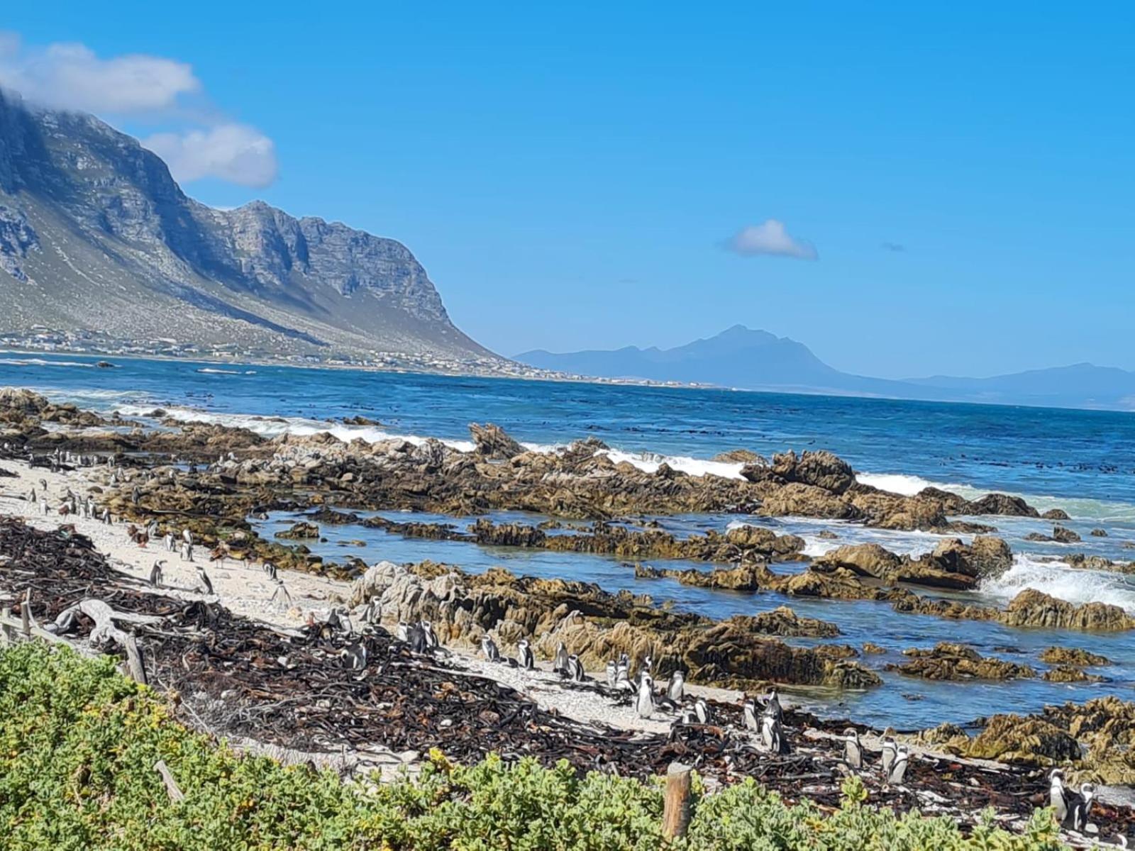 Brandys Beach House Bettys Bay Bettyʼs Bay Exterior foto