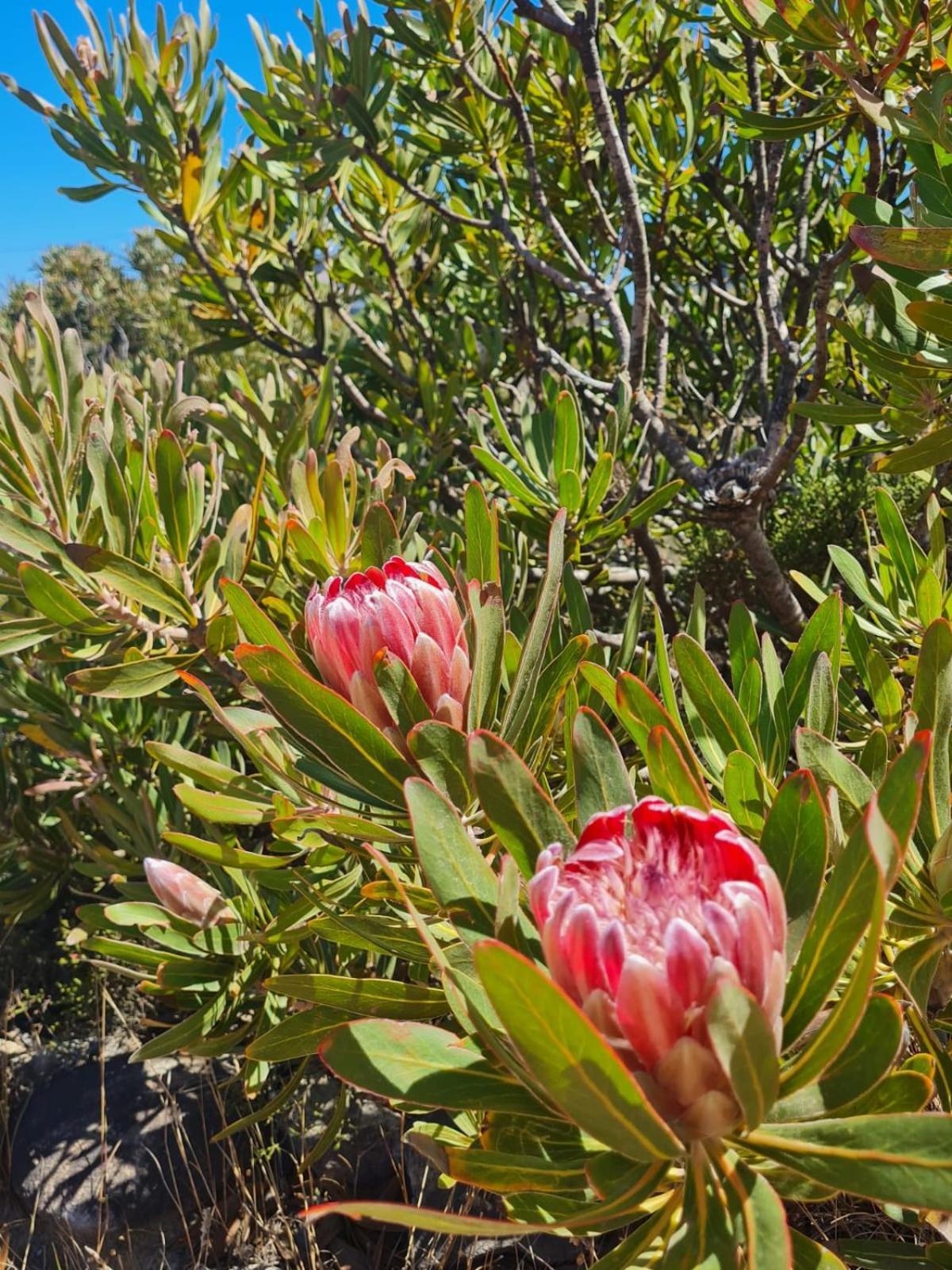 Brandys Beach House Bettys Bay Bettyʼs Bay Exterior foto